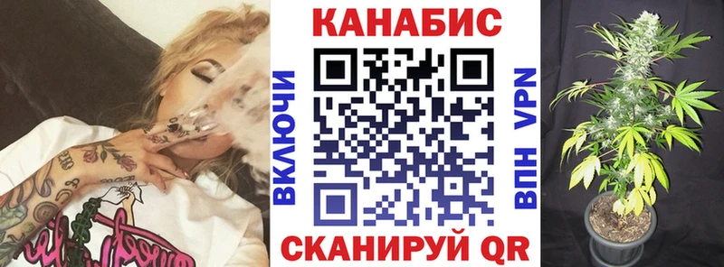 Конопля сатива  Майкоп 